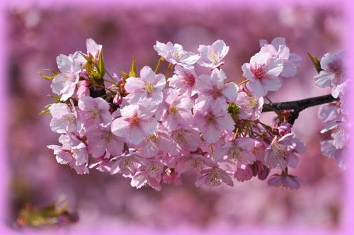 桜３