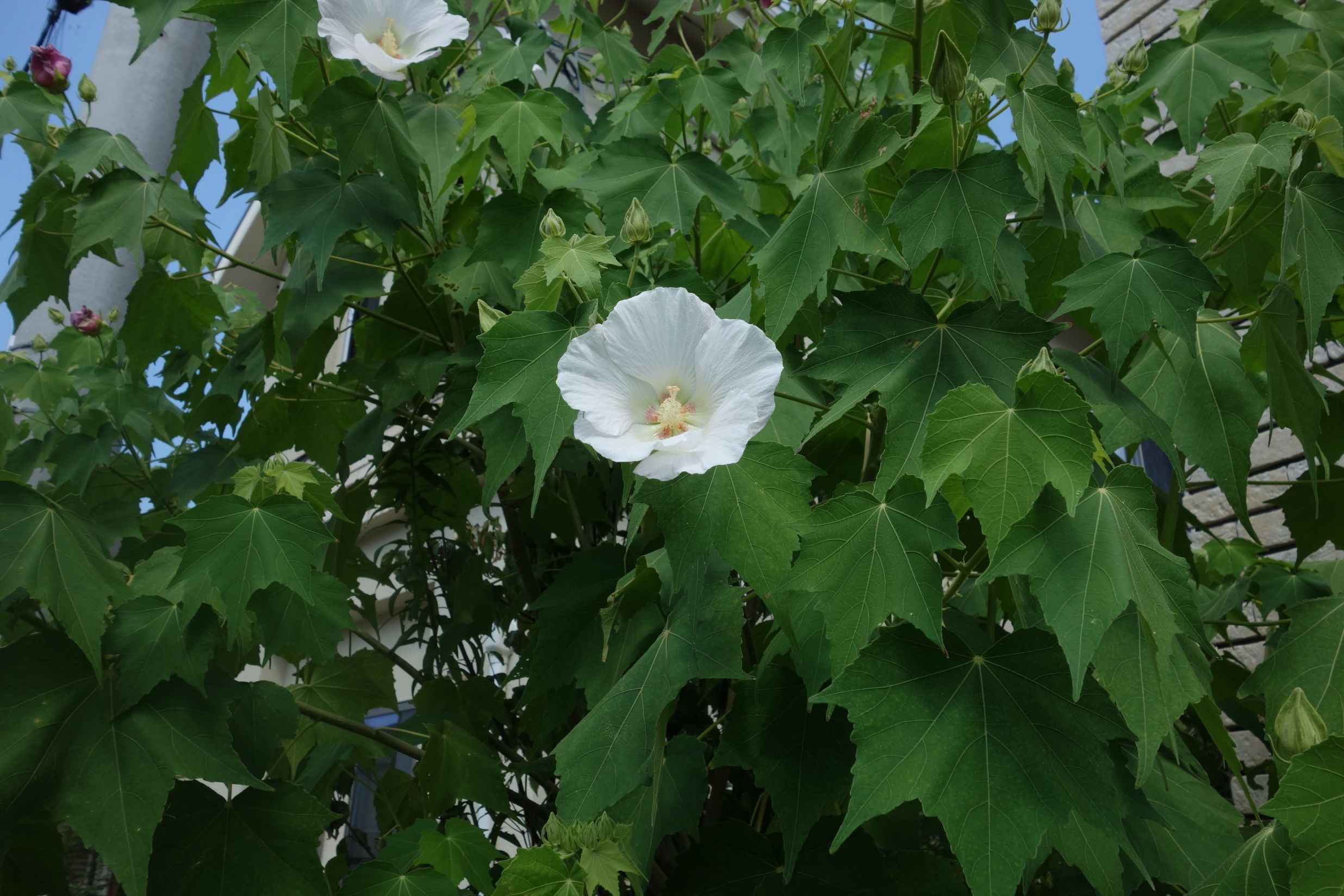 酔芙蓉花の色変化の観察 どじょう家族の日記 楽天ブログ