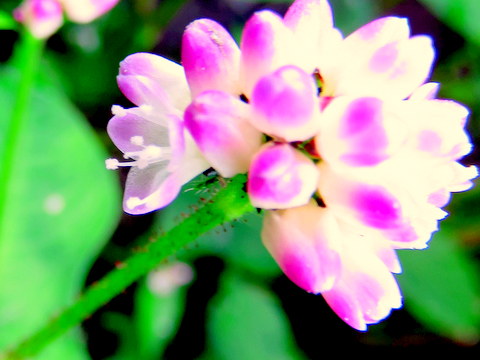 ミゾソバの花と腺毛