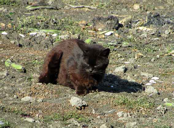 我が家のニャンコ♪2016/5/20-3