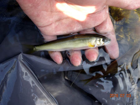 12ｃｍ.jpg