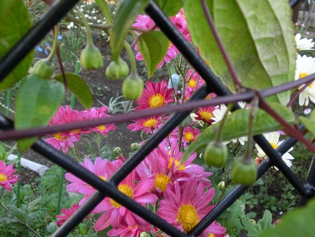 冬咲きクレマチス