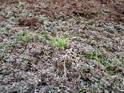 クラピアの雑草対策に撒いた消石灰の効果は 緑の温もりを感じる庭づくり 北限のクラピア 楽天ブログ