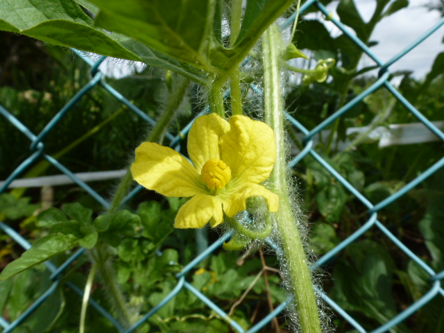 628 スイカの花