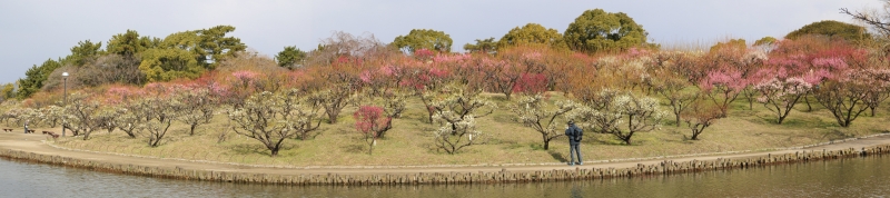 2015.3.5緑ヶ丘公園2.jpg