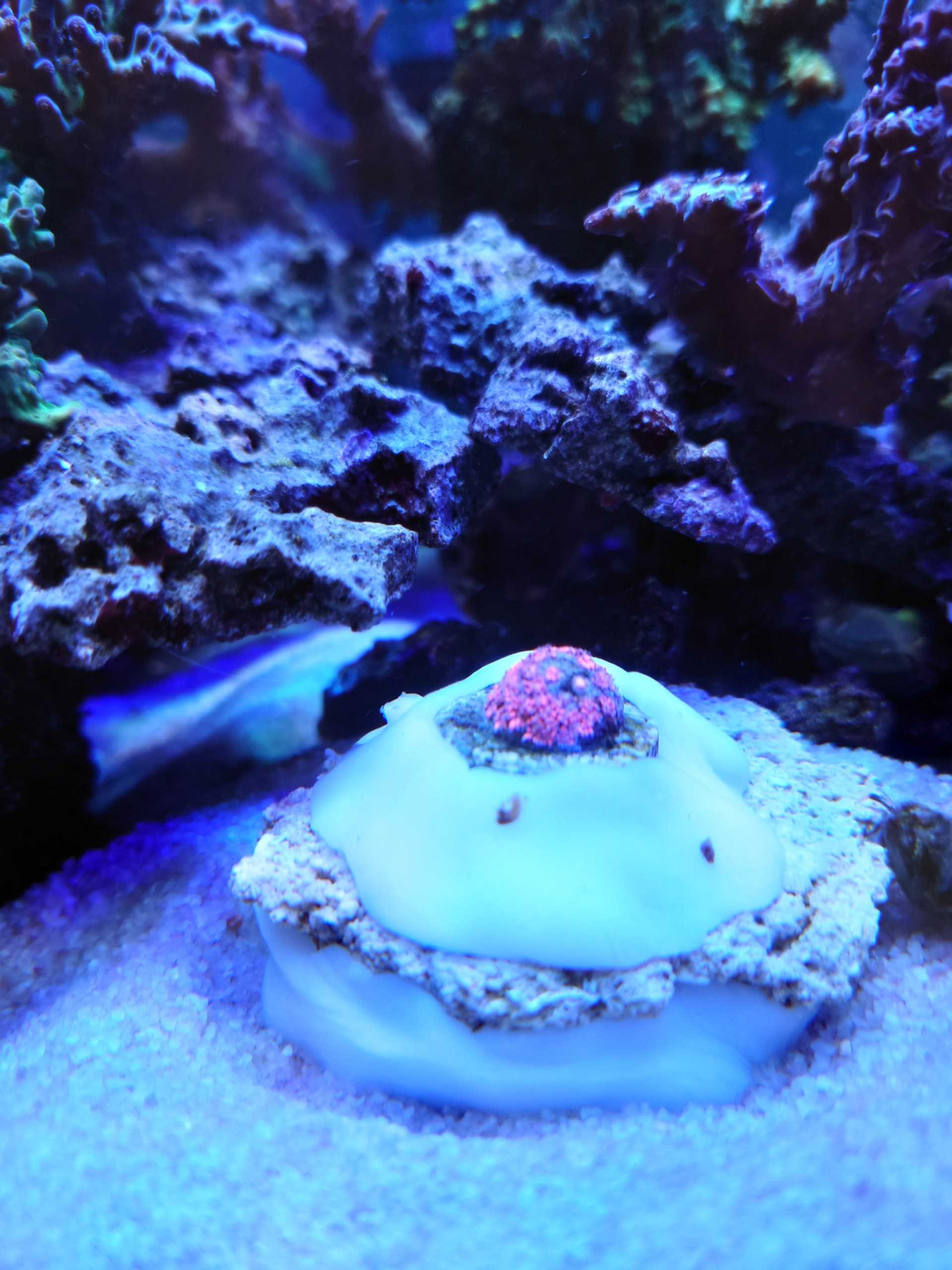 記事一覧 ミドリイシを飼育してみた 楽天ブログ