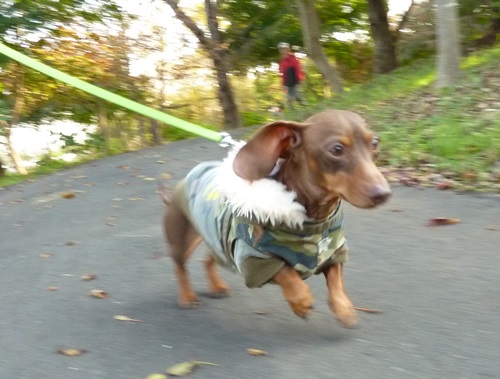 チョコさん、ダァッシュ