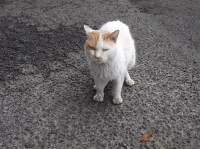 140126_猫＠早川漁港