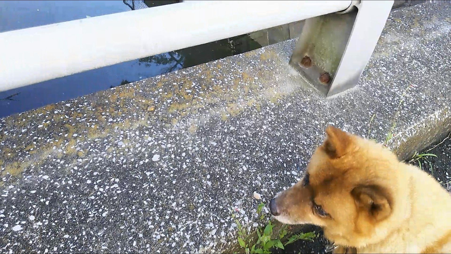 ボラの赤ちゃん むくのおかんのブログ 楽天ブログ