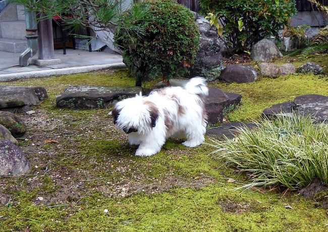 マロ