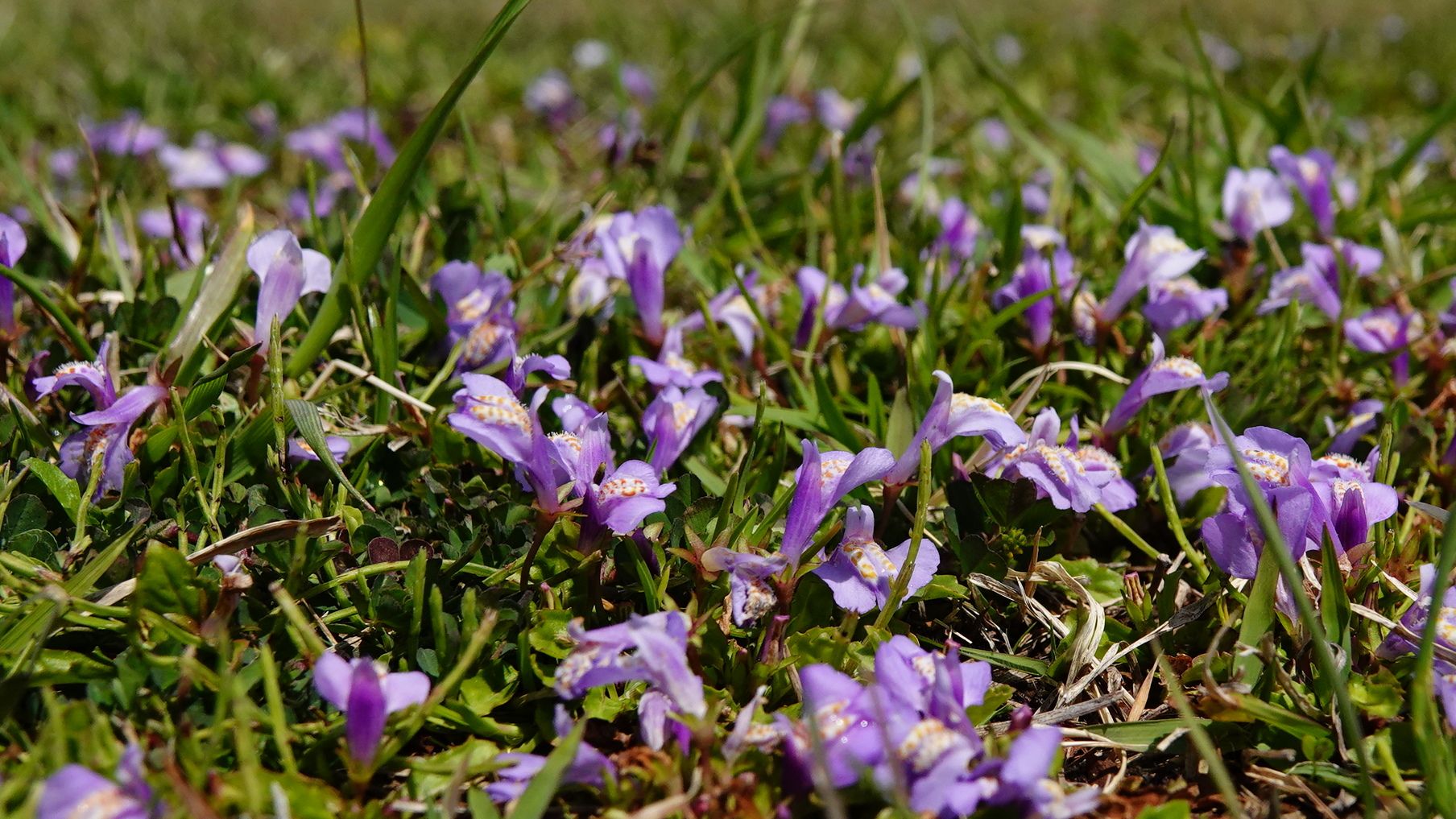 春爛漫 野草のお花 在来種 アウトドア親爺の徒然日記 楽天ブログ