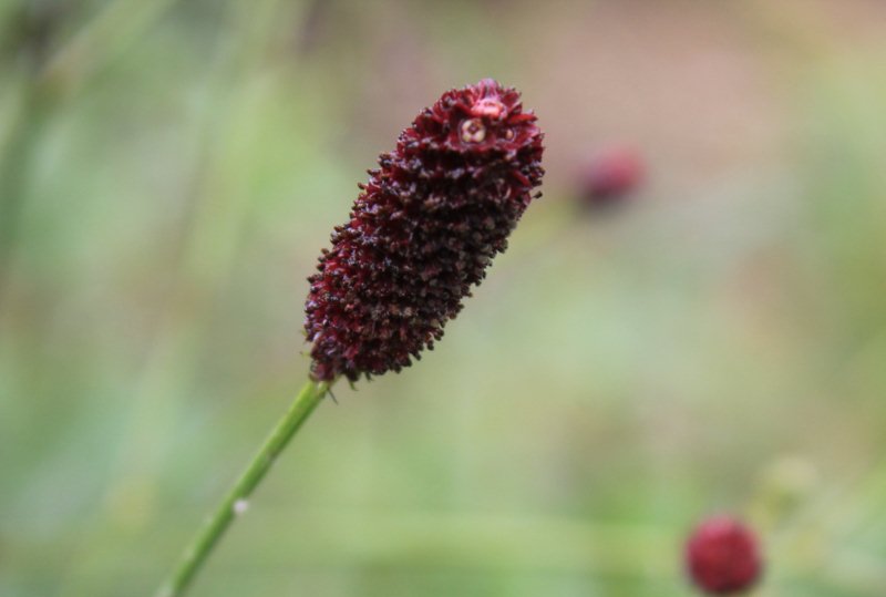 IMG_0004ワレモコウの花.jpg