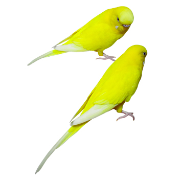 インコ2