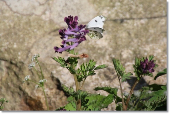 樹木公園-40 ツマキチョウ 16.4.20