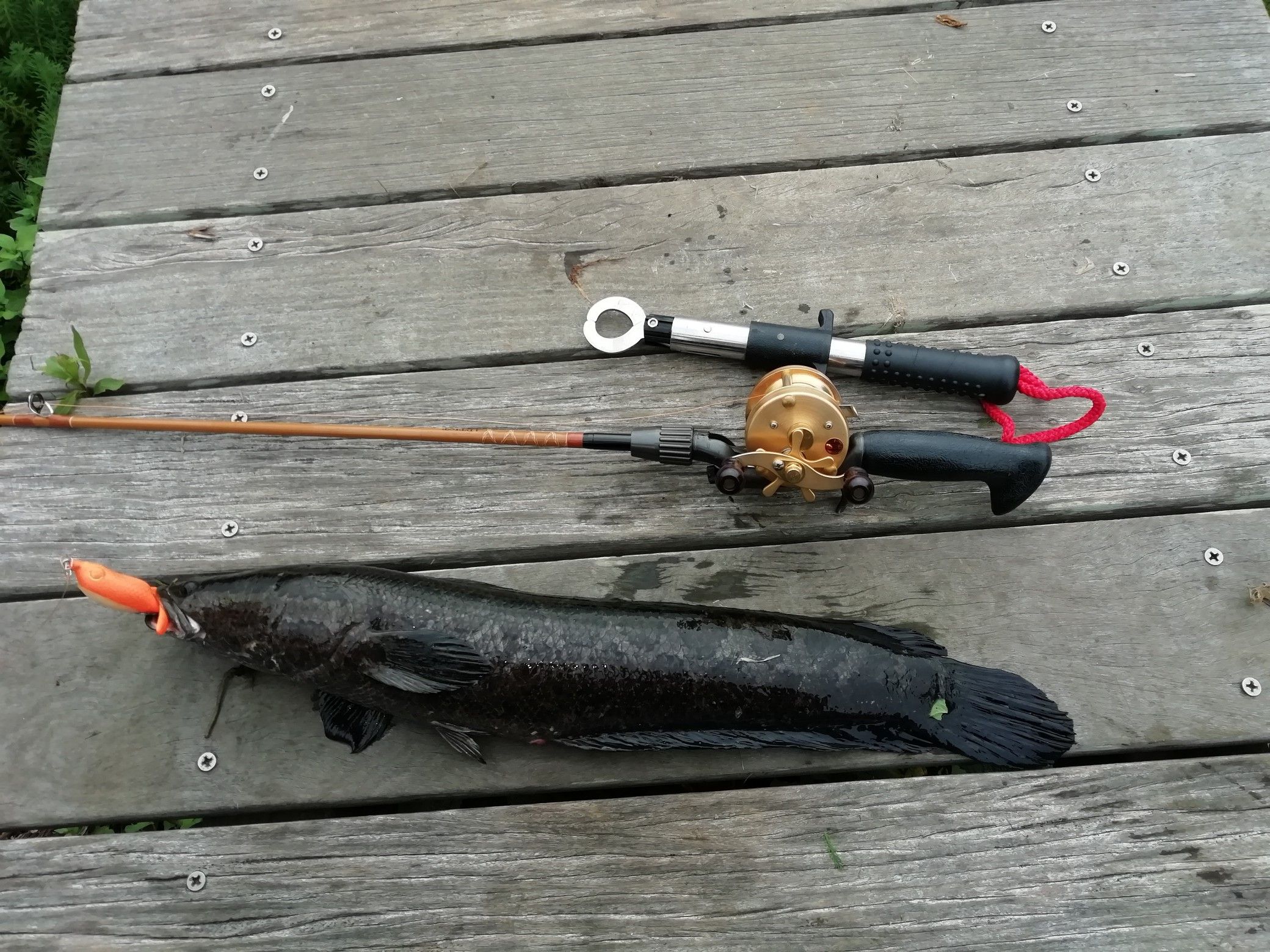 雷魚はよく釣れる トップでいきましょ 楽天ブログ