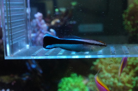 2015_0725ﾎﾝｿﾒﾜｹﾍﾞﾗ捕獲0009.JPG