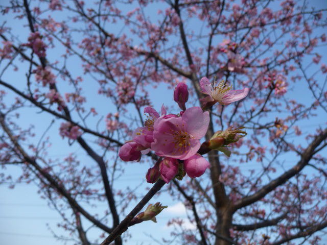 549