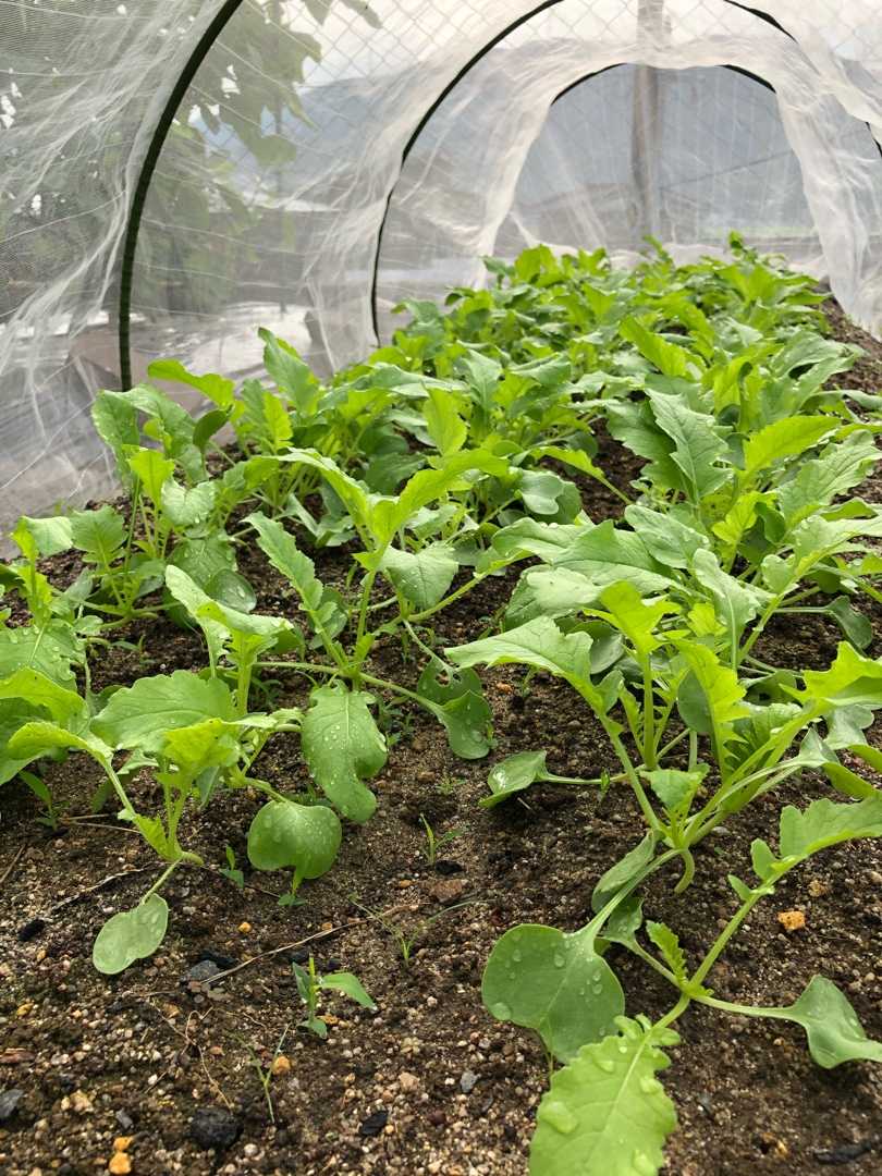 直播の野菜たち 菜園暮らし庭の花 楽天ブログ