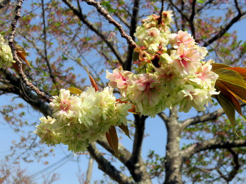 鬱紺桜-2