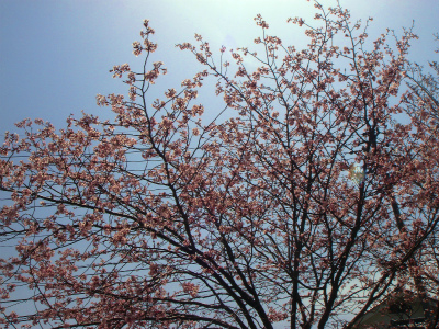 DSC08042.jpg
