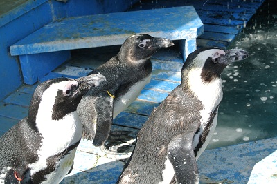 ケープペンギン