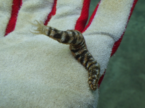 オオイカリナマコ（Synapta maculata）3　串本採集2016年10月　本州2例目