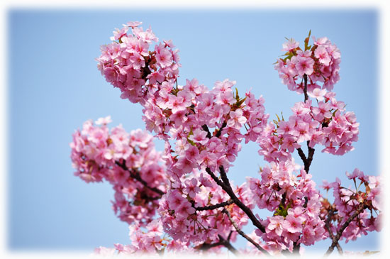 桜6