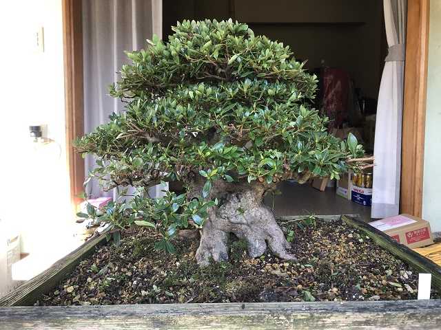 大型さつき盆栽「八咫の鏡」の手入れ | 365日趣味三昧 - 楽天ブログ