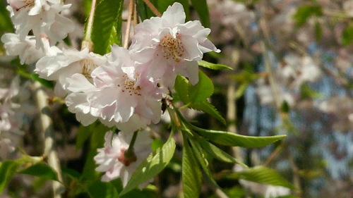 DSC_3397.jpg