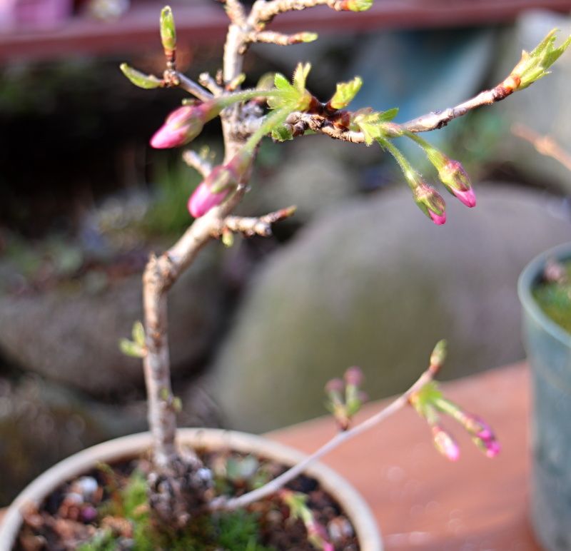 桜 バラと可愛い花たち 楽天ブログ