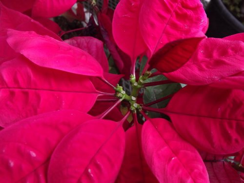 poinsetia-b.jpg