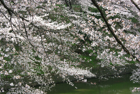 千鳥ヶ淵緑道