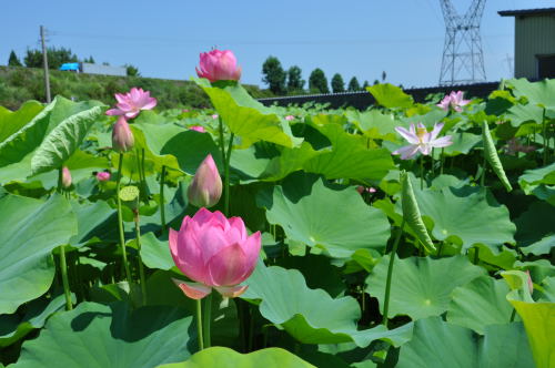 蓮の花