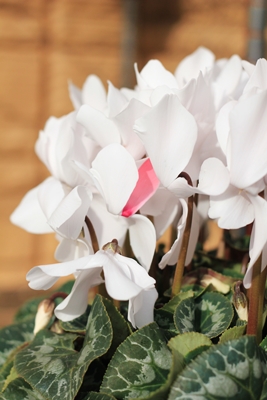 20130106-2.JPG