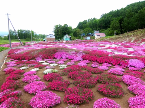 三島さんの芝桜庭園　ニセコ