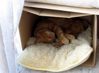 安心しきって眠る茶々丸