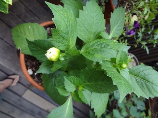 DSC01288.jpg