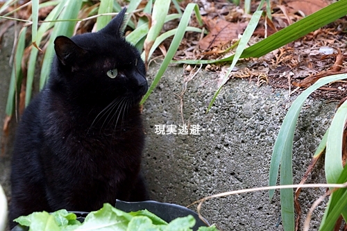 日吉町の猫