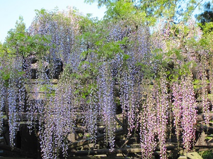 藤の花