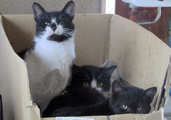 我が家の2015/1/8-2