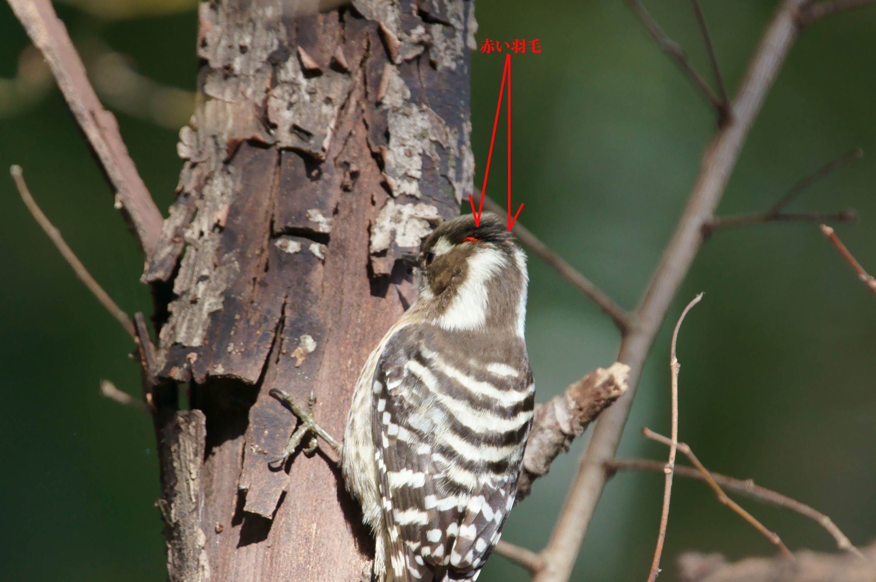 最小のキツツキ類 コゲラ さんの食事 野鳥との日常生活を綴る 楽天ブログ