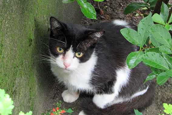 我が家のニャンコ♪2015/9/10-2