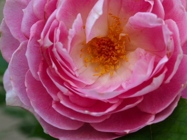 P6020391.JPG
