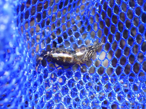 和歌山磯採集2018年3月上旬18　モエビ科の一種（Hippolytidae sp.）