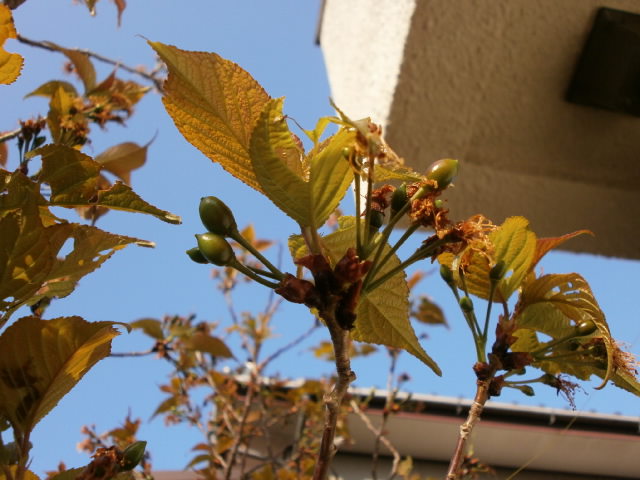 P3300640.JPG