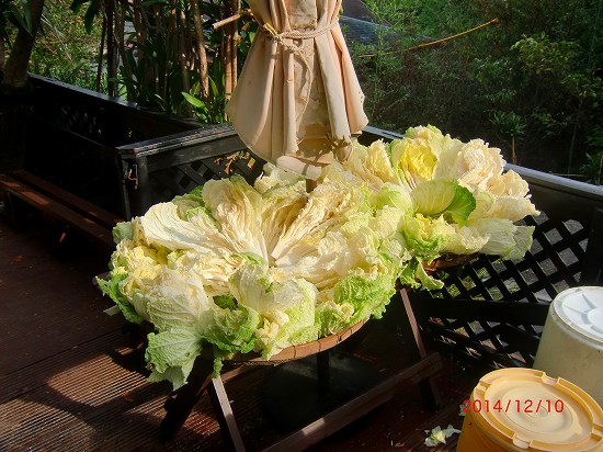 白菜漬けました。 010.jpg