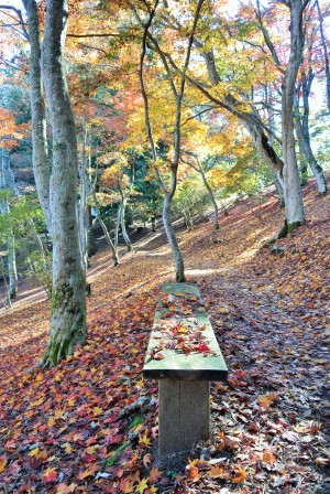 修善寺自然公園