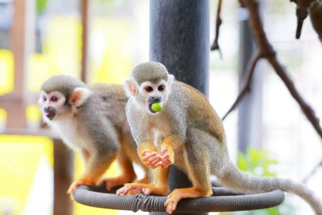 コモンリスザルは そのうち特定外来種になるかも 私設見逃してもいい動物園 楽天ブログ