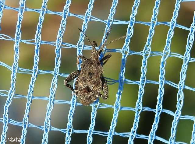 ホオヅキカメムシ2018年11月10日
