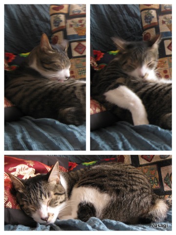 IMG_2668_Fotor_Collage.jpg